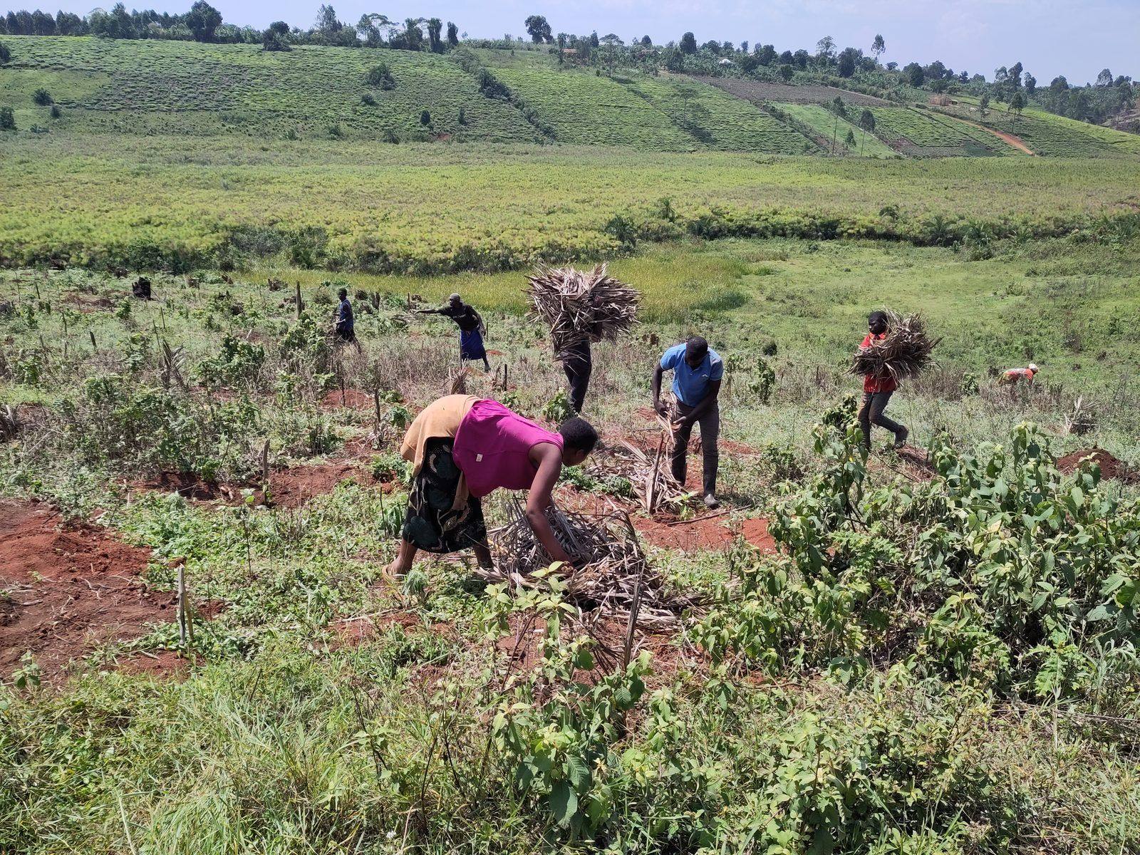 Field team preparing coffee plots on the estate, with the hills of Kyenjojo behind