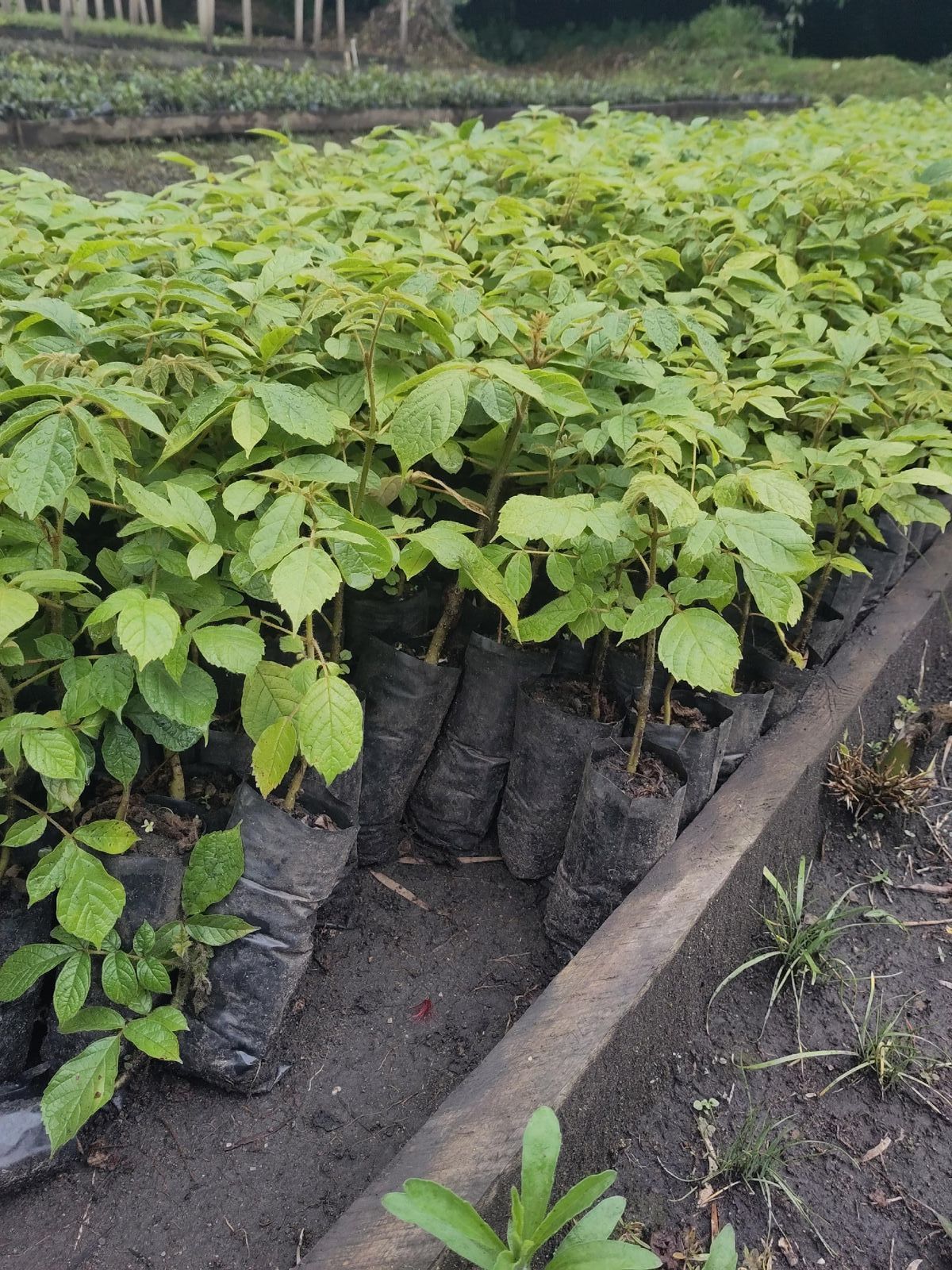 Robusta seedlings in the on-site nursery