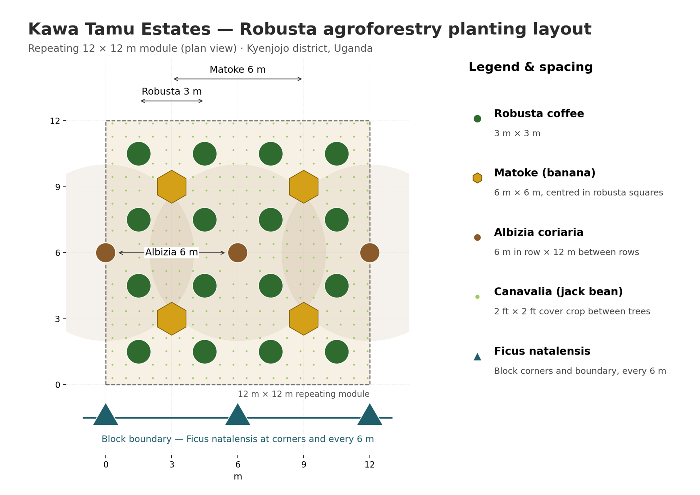 Robusta agroforestry planting layout: a repeating 12 by 12 metre module with Robusta at 3 by 3 metres, matoke at 6 by 6 metres, Albizia coriaria at 6 by 12 metres, Canavalia cover crop and a Ficus natalensis boundary