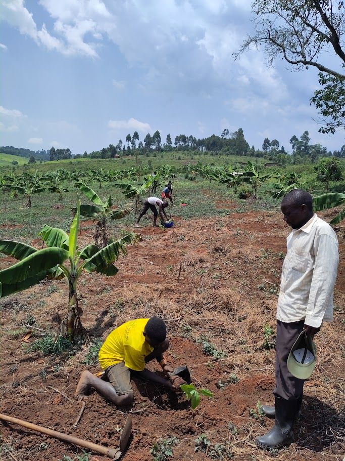 Planting coffee between young matoke