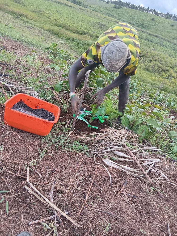 A worker planting a coffee seedling into mulched ground